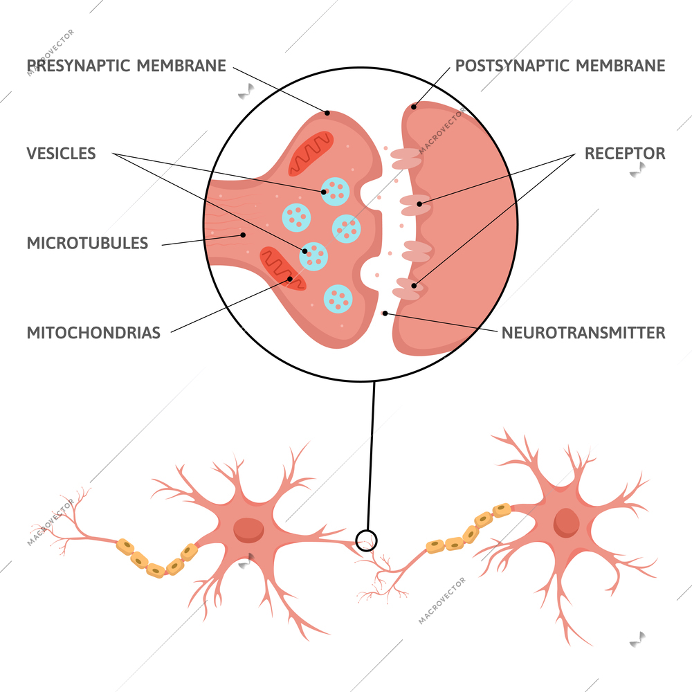 Neuroscience brain synapse flat infographics with diagram scheme of neural cells with text captions and pointers vector illustration