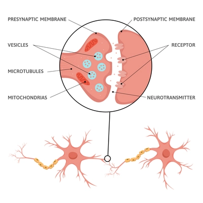 Neuroscience brain synapse flat infographics with diagram scheme of neural cells with text captions and pointers vector illustration