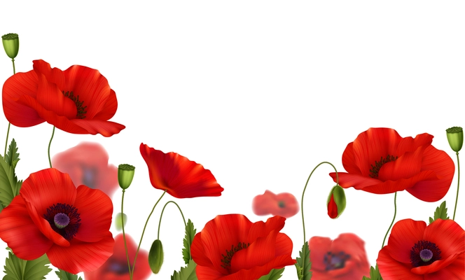 Remembrance day design concept with red blossoming poppies flowers on white background realistic spring vector illustration