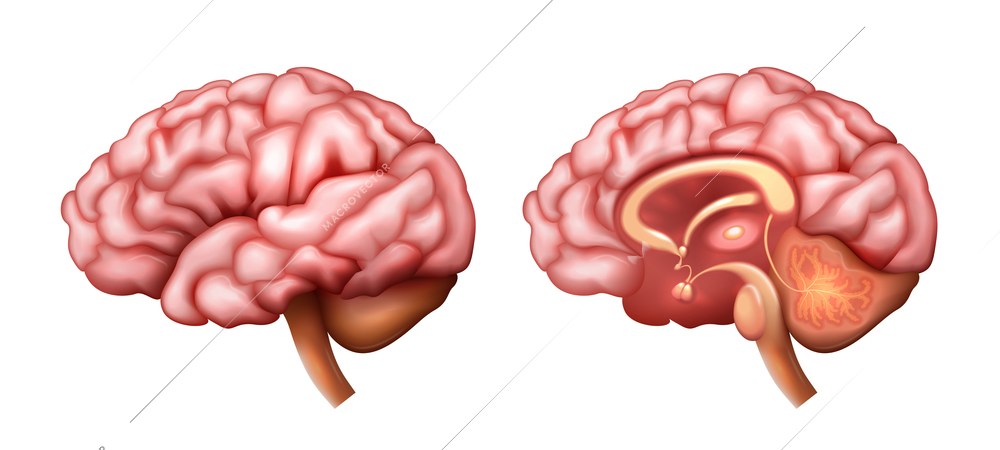 Realistic brain anatomy structure with internal and external structure isolated vector illustration