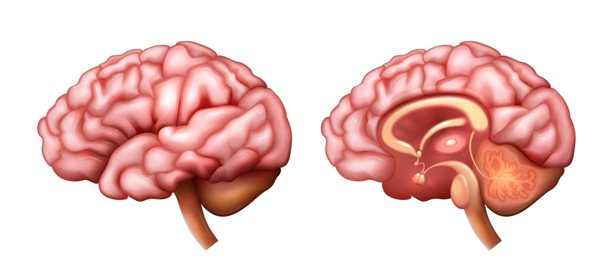 Realistic brain anatomy structure with internal and external structure isolated vector illustration