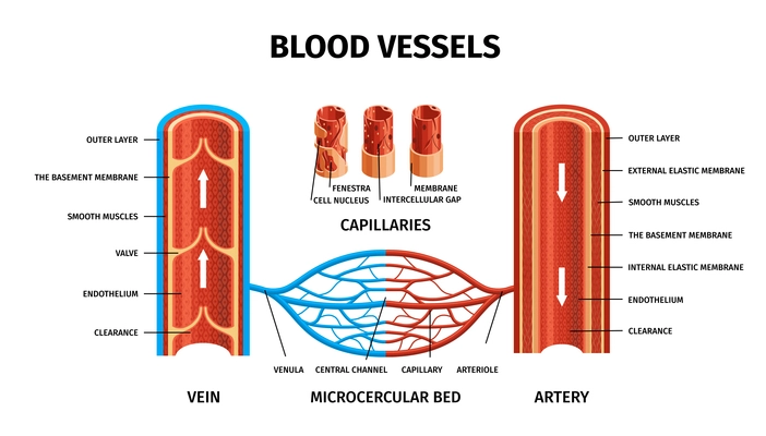 Realistic blood vessels arteries veins infographic with vein capillaries artery and microcercular bed descriptions vector illustration