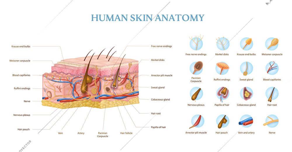 Human skin anatomy infographics with cross section of layers and text captions realistic vector illustration