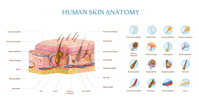 Human skin anatomy infographics with cross section of layers and text captions realistic vector illustration