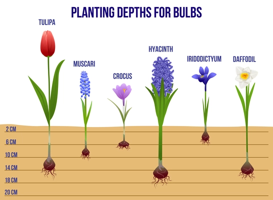 Spring flowers flat infographics with profile view of plant sprouts with roots editable text and ruler vector illustration