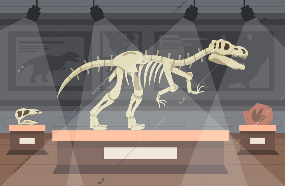 Museum hall with exhibit of tyrannosaurus rex dinosaur skeleton flat composition vector illustration