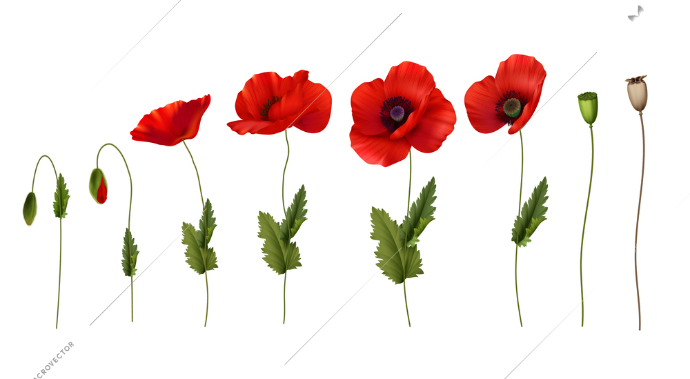 Realistic set of stems with red poppies flowers pods and buds isolated on white background vector illustration