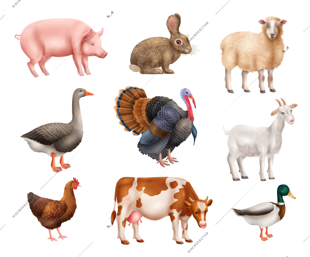 Set of realistic isolated farm animals with pig rabbit duck hen goose sheep goat cow and turkey white background vector illustration
