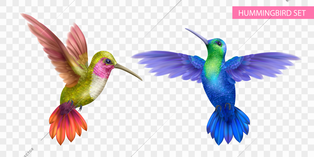 Flying hummingbird realistic transparent set with tropical symbols isolated vector illustration