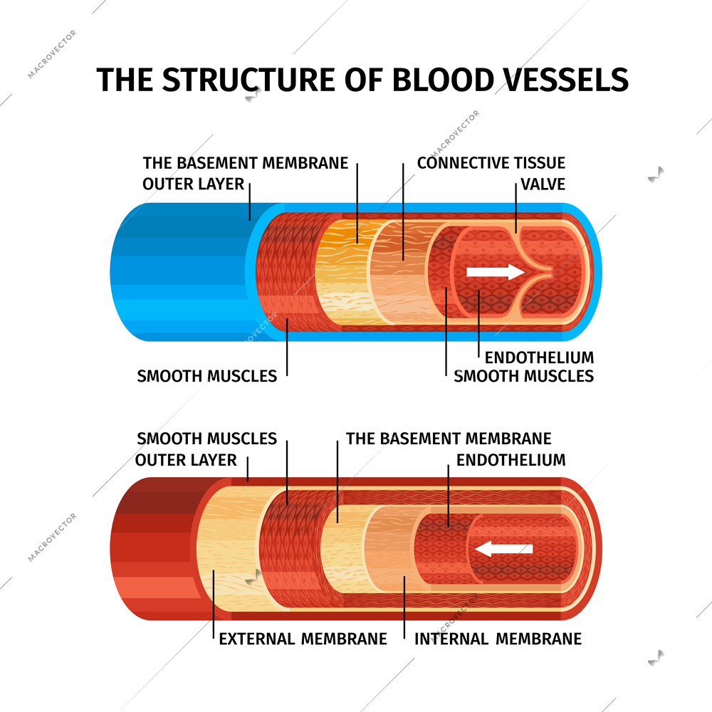 Realistic blood vessels concept with the structure of blood vessels headline and descriptions vector illustration