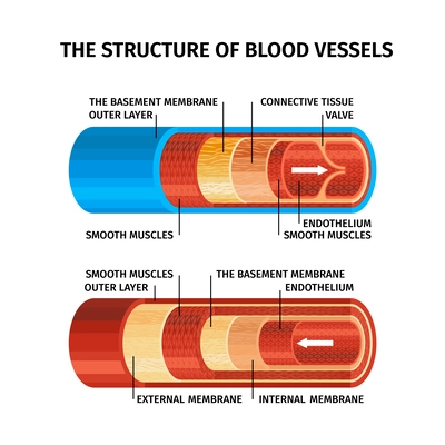 Realistic blood vessels concept with the structure of blood vessels headline and descriptions vector illustration