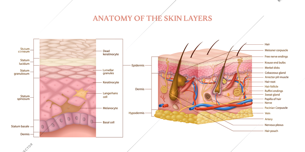Anatomical structure of human skin layers with cross section and labelled parts realistic infographics vector illustration