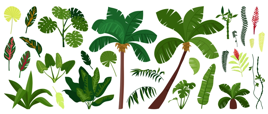 Jungle plant colored and isolated icon set palm trees green leaves and bushes vector illustration