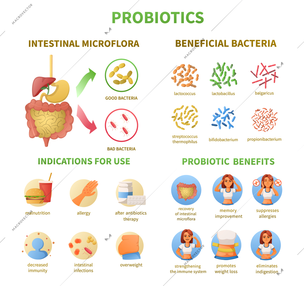 Probiotics infographics cartoon set with round categorized icons for intestinal microflora indications for use and benefits vector illustration