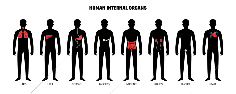 Human internal organs set with isolated dark silhouettes of human body with color coded limbs systems vector illustration