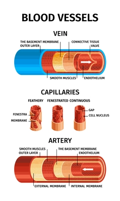 Realistic blood vessels composition with vein capillaries and artery headline and descriptions vector illustration