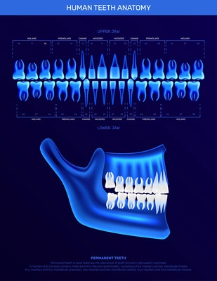 Human teeth infographics with realistic neon colored x-ray image of jaw and single teeth icons vector illustration