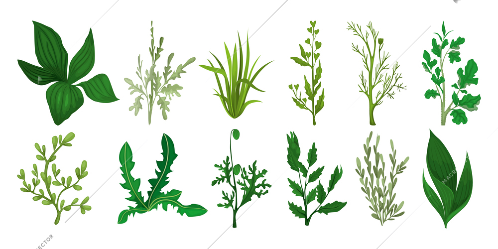 Green field grass set with isolated icons of ripe sprouts and fresh leaves of various plants vector illustration