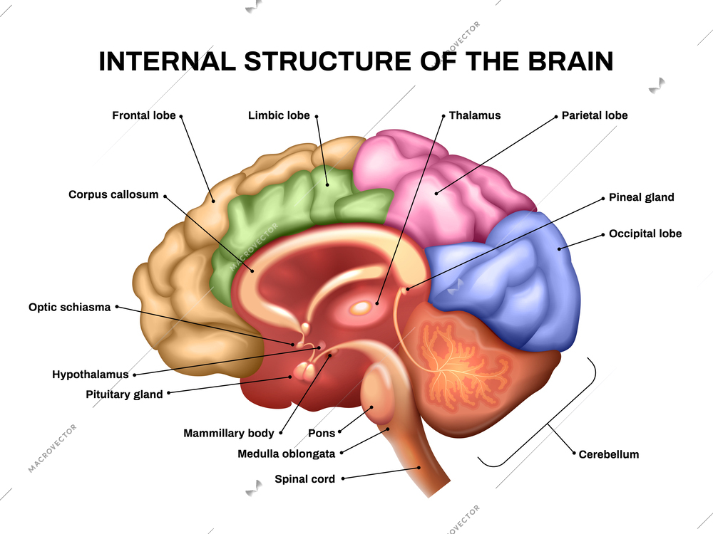 Realistic brain anatomy scheme with internal structure vector illustration