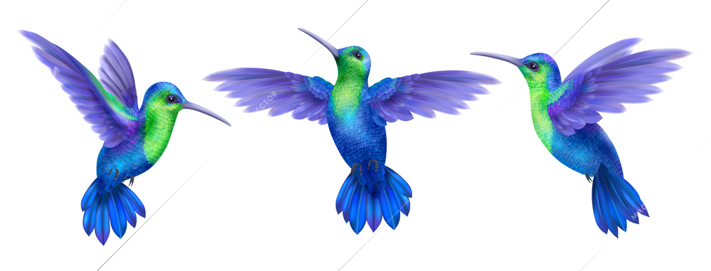 Flying hummingbird realistic set with tropical fauna isolated vector illustration