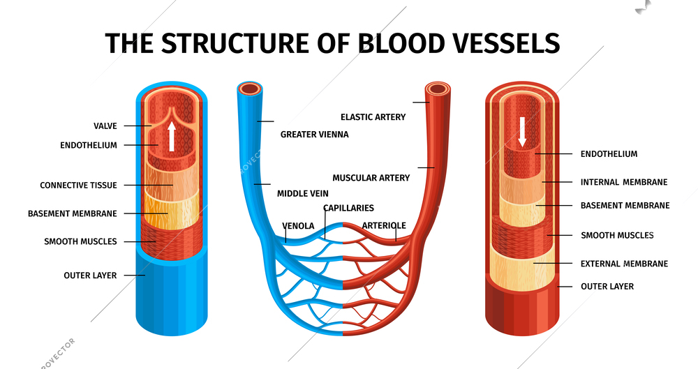 Realistic blood vessels artery and vein composition with the structure of blood vessels headline and descriptions vector illustration