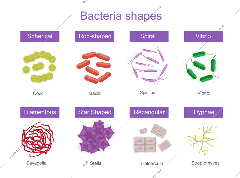 Bacteria shapes realistic infographics with colorful images of different microbes with editable text captions on bars vector illustration