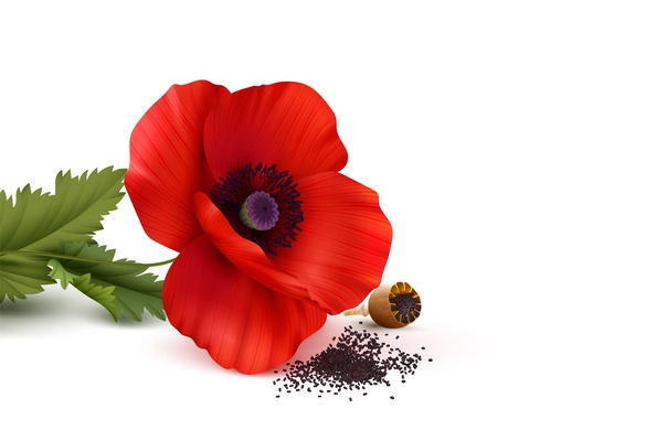 Poppies red flower with scattered seeds on white background realistic composition vector illustration