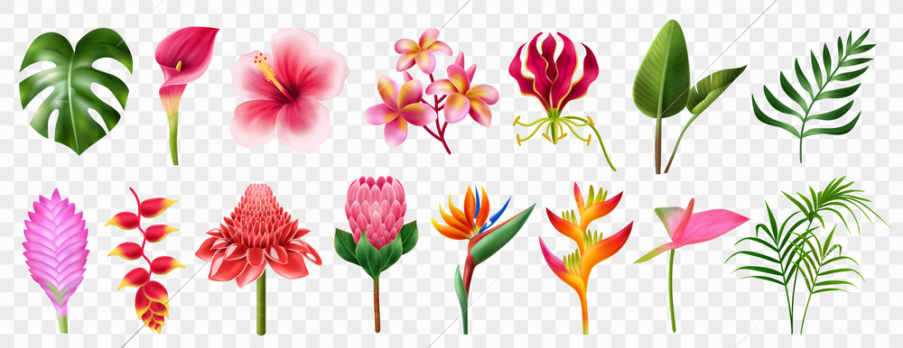 Exotic flowers realistic transparent set with blossom symbols isolated vector illustration