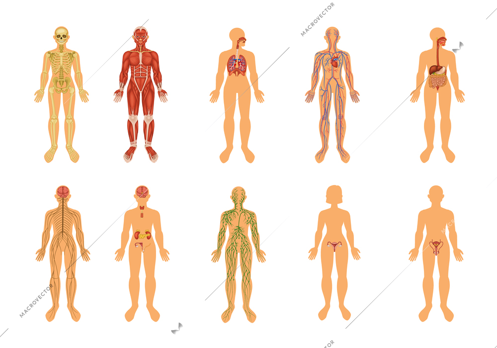 Human body organ systems colored icon set with several bodies with descriptions of particular part of the system inside a person vector illustration