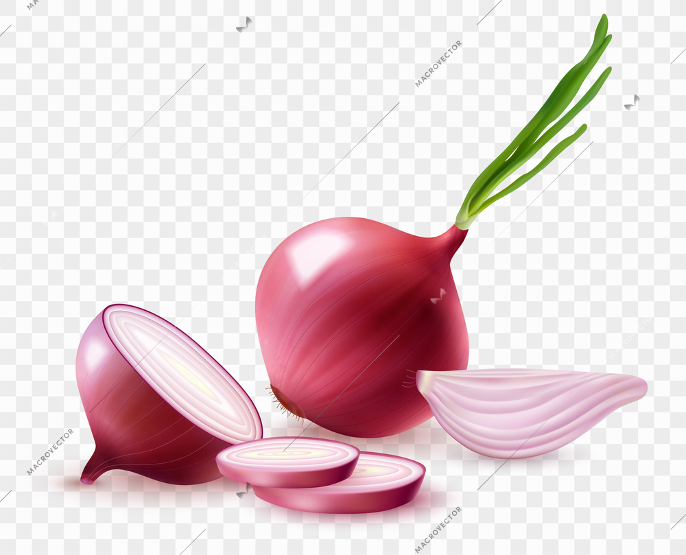 Realistic red onion composition with fresh slices and unpeeled bulb with green sprouts on transparent background vector illustration