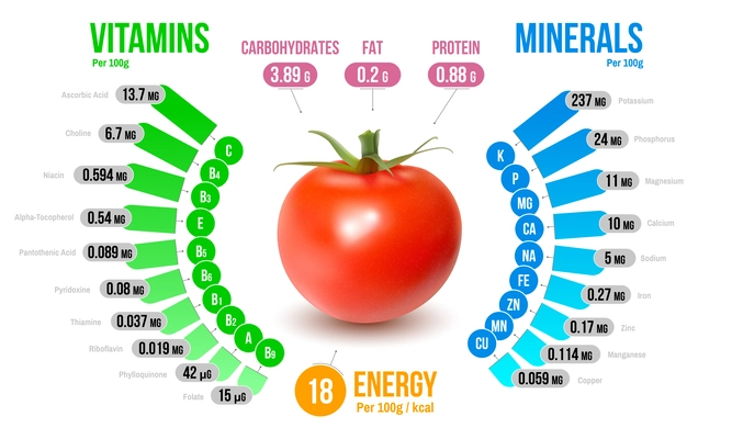 Tomato nutrients infographics diagram representing vitamins minerals carbohydrates fats protein energy realistic vector illustration