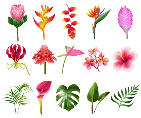 Exotic flowers realistic set with tropical flora symbols isolated vector illustration