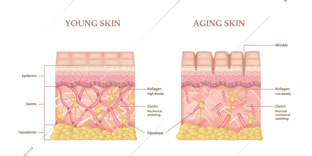 Realistic infographics with anatomical layers structure of young and aging human skin vector illustration