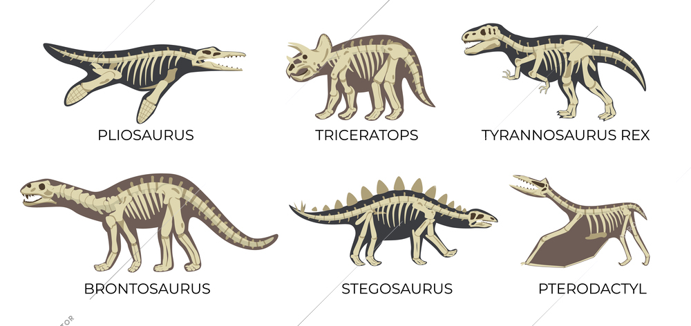 Flat set of ancient dinosaur skeletons with pliosaurus triceratops tyrannosaurus rex brontosaurus stegosaurus and pterodactyl isolated vector illustration