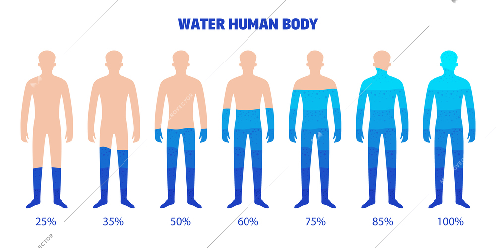 Water human body set of isolated infographic elements with body shapes filled with water with percentage vector illustration