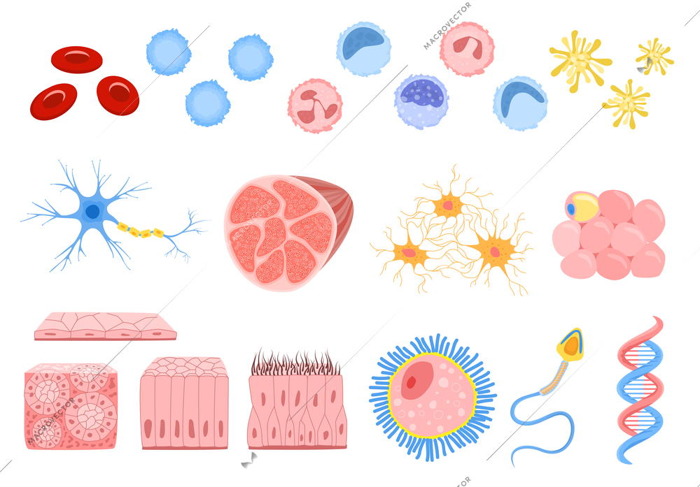 Set with isolated human cells flat icons of stem bone cells muscular fiber and blood cells vector illustration