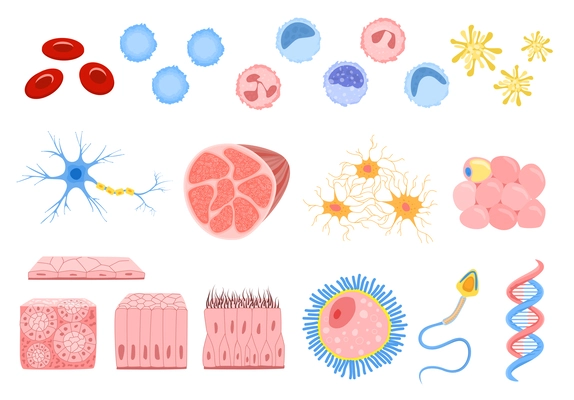 Set with isolated human cells flat icons of stem bone cells muscular fiber and blood cells vector illustration