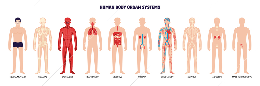 Human body organ system white icon set indegumentary skeletal muscular respiratory digestive urinary circulatory nervous endocrine and male reproductive systems vector illustration