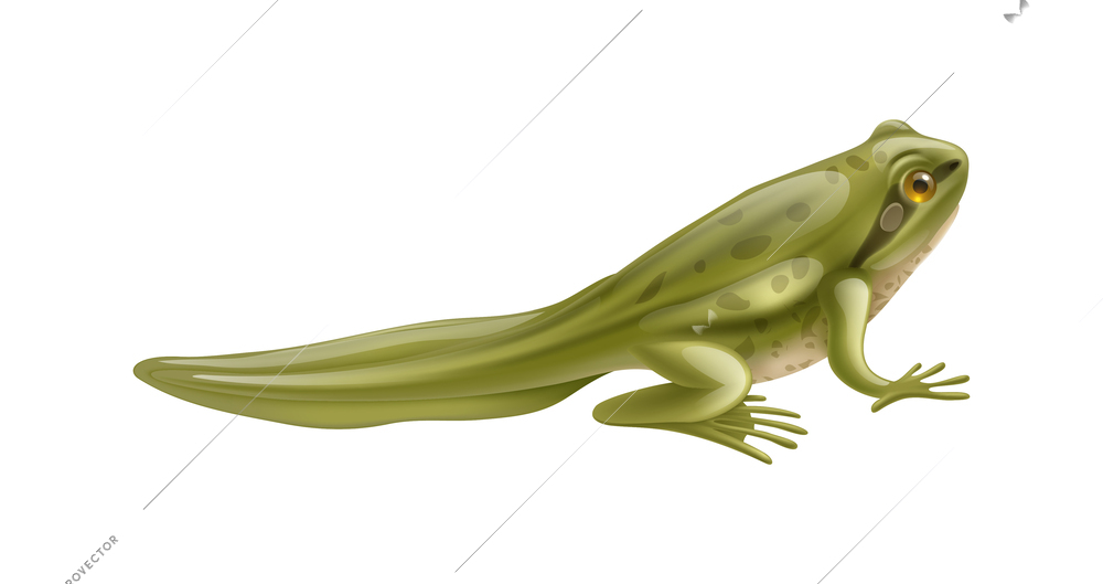 Frog life cycle stages composition with isolated realistic image on blank background vector illustration