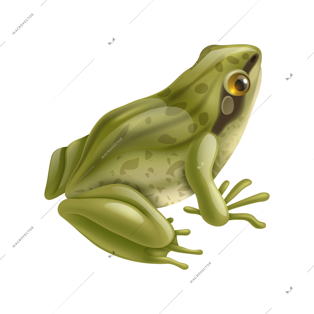 Frog life cycle stages composition with isolated realistic image on blank background vector illustration