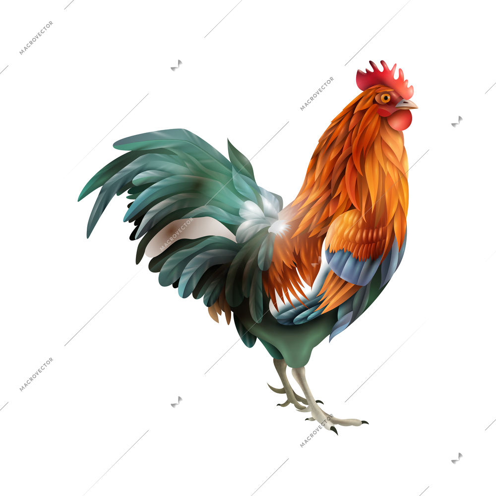 Chicken life cycle stages composition with isolated realistic image on blank background vector illustration