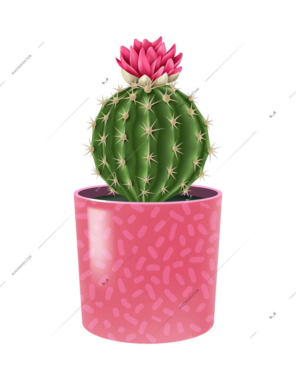 Blooming cacti realistic composition with cactus flower popular houseplant in colorful decorative pot vector illustration
