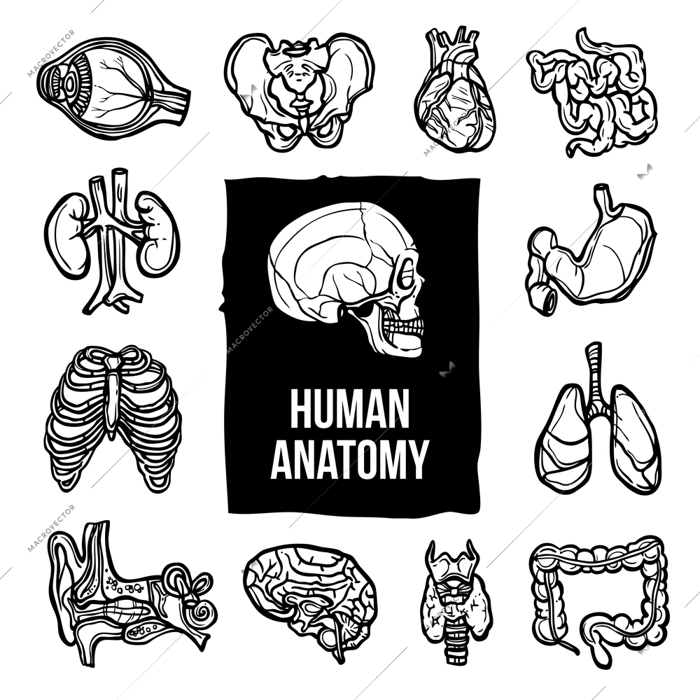Human anatomy internal body organs sketch decorative icons set isolated vector illustration