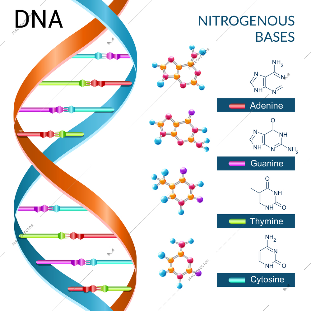 Dna bases chemistry biochemistry and biotechnology science symbol poster vector illustration