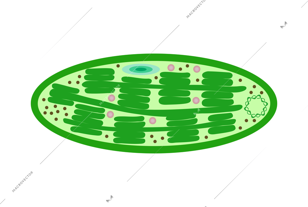 Biological process photosynthesis composition with light energy conversion calvin cycle plants cellular respiration vector illustration