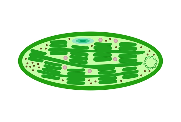 Biological process photosynthesis composition with light energy conversion calvin cycle plants cellular respiration vector illustration