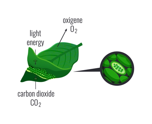 Biological process photosynthesis composition with light energy conversion calvin cycle plants cellular respiration vector illustration