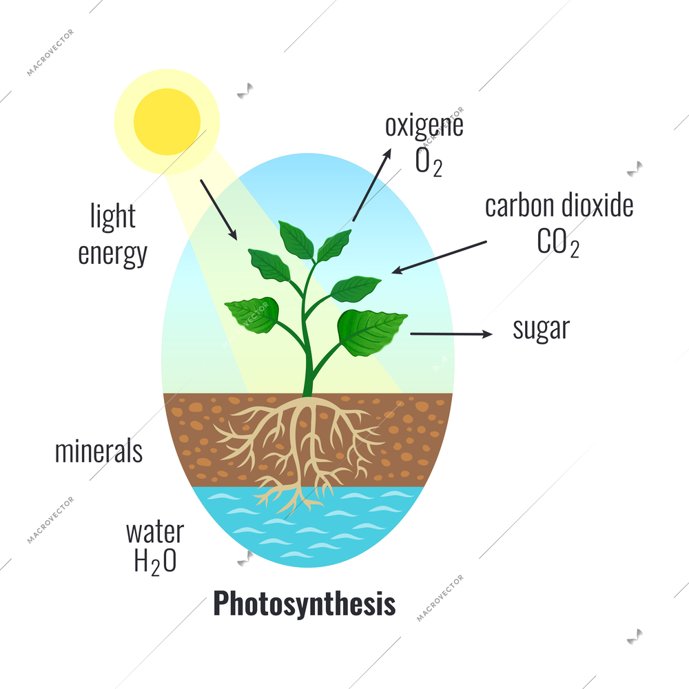 Biological process photosynthesis composition with light energy conversion calvin cycle plants cellular respiration vector illustration