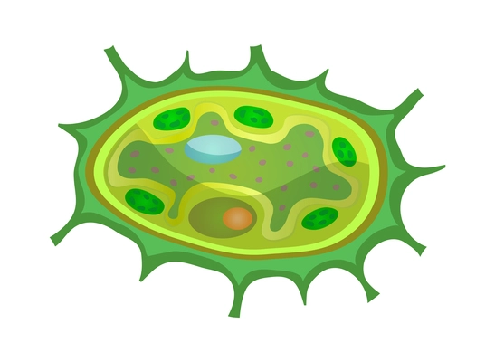 Biological process photosynthesis composition with light energy conversion calvin cycle plants cellular respiration vector illustration