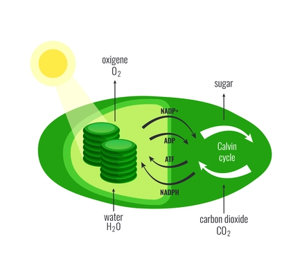 Biological process photosynthesis composition with light energy conversion calvin cycle plants cellular respiration vector illustration